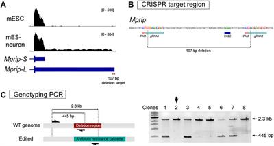 CRISPR-Mediated Knockout of Long 3′ UTR mRNA Isoforms in mESC-Derived Neurons